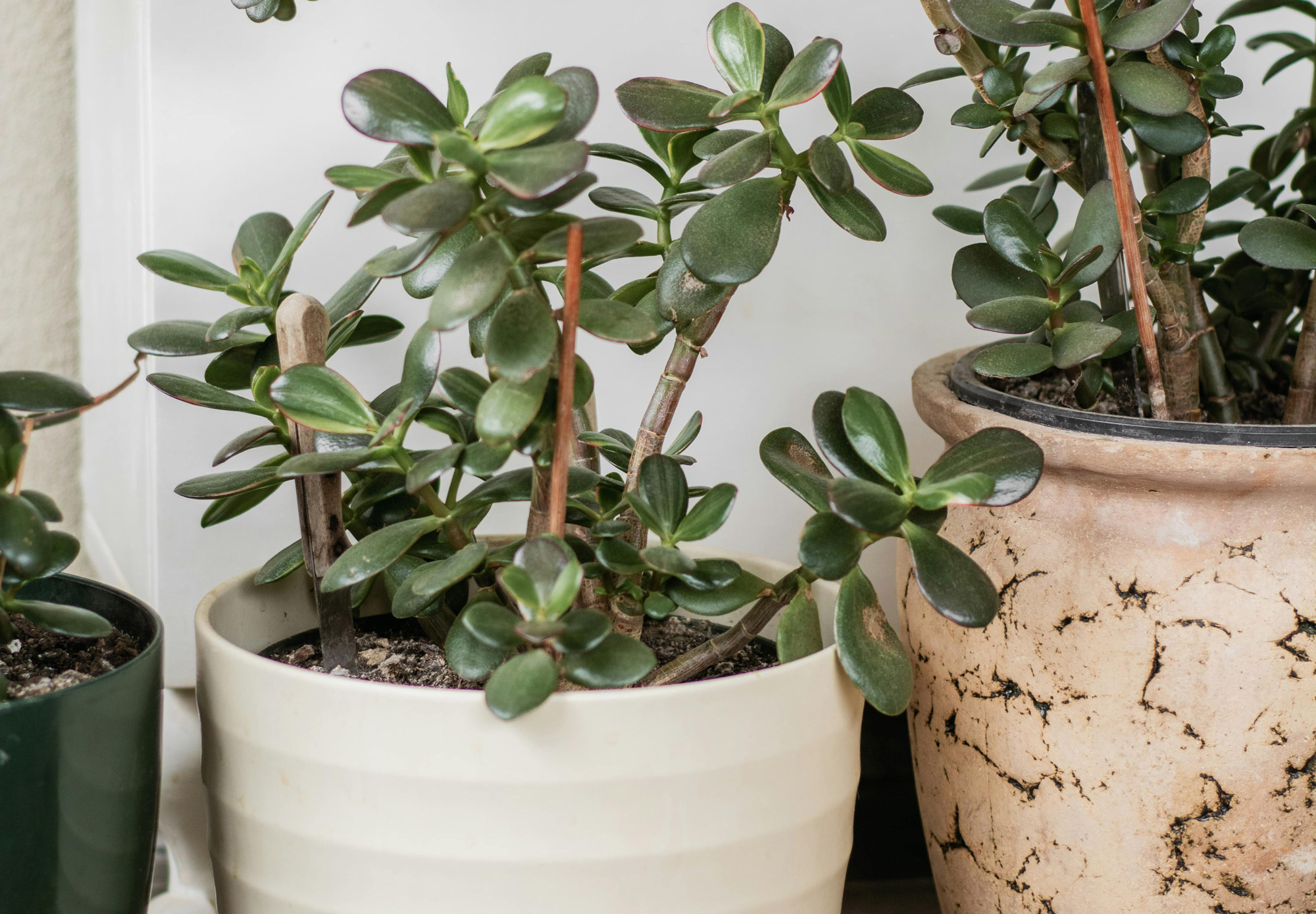 About Us – Jade Roots Acupuncture